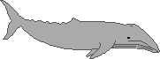 Graywhalebig.gif (586 bytes)